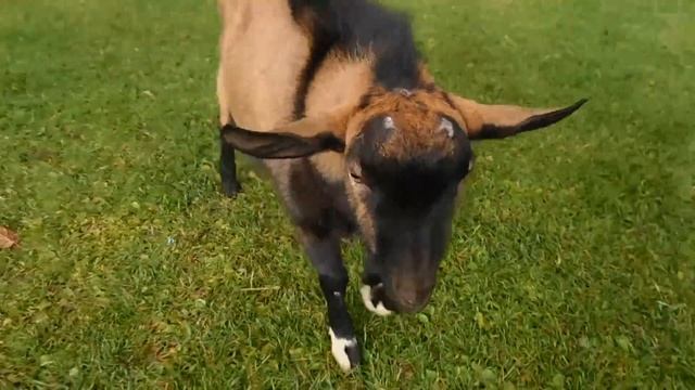 ПРОДАЖА Альпийского комолого козла. Экоферма К5 смотреть онлайн