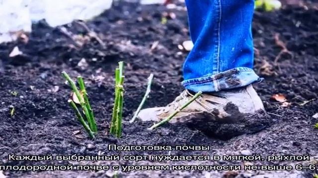 Розы — посадка и уход в открытом грунте для новичков