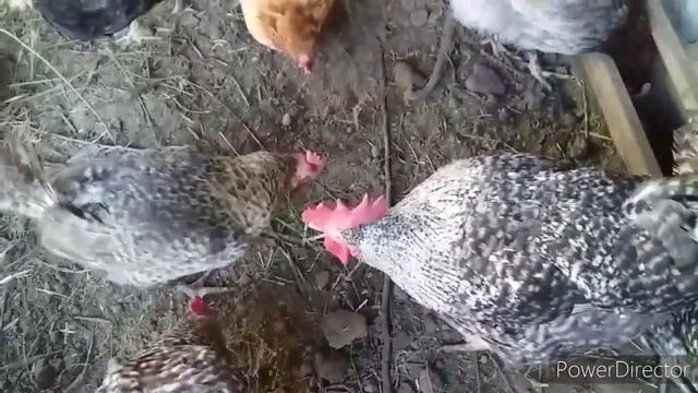 Плохо Несутся Куры?//Каких Кур Держим в Хозяйстве?/Хороший Иммунитет и Яйценоскость у Кур! смотреть онлайн