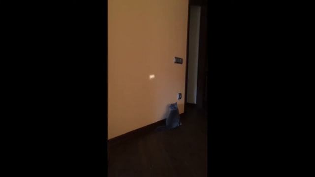 Кот играет с солнечный зайчиком смотреть онлайн