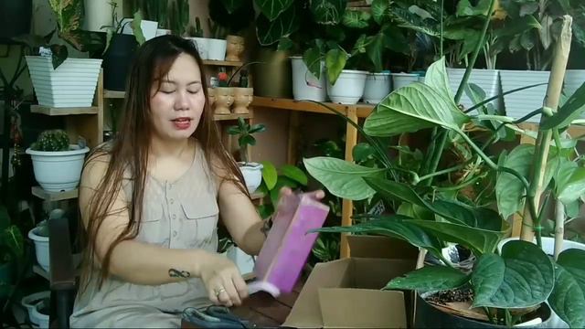 Monstera Pinnatipartita Maglagay tayo ng coco pole at Unboxing Mystery Box смотреть онлайн