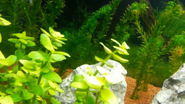 Bacopa Lanigera смотреть онлайн