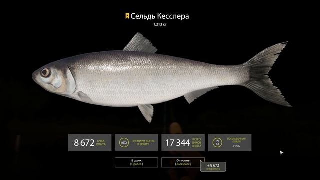 Двадцать третий трофей - сельдь кесслера 1,213 кг смотреть онлайн