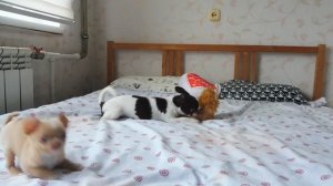 КАК ПОСТАВИТЬ УШКИ ЩЕНКУ ЧИХУАХУА ( ПИТОМНИК РКФ "МАРИ МИСТИК" )