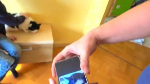 Помогли котёнку. БРОС ШОУ