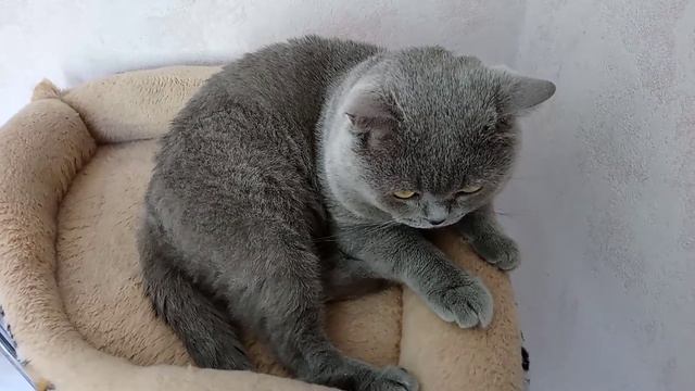 Что делает кот Тихон целыми днями. Важные кошачьи дела🐈 смотреть онлайн