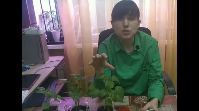 Подкормка рассады смотреть онлайн