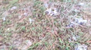 Маслята, сбор грибов 2023. Сбор грибов в Крыму.