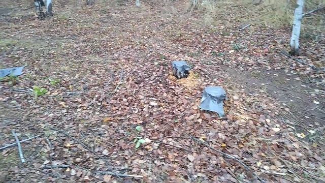 Удаляем пни химическим способом. смотреть онлайн