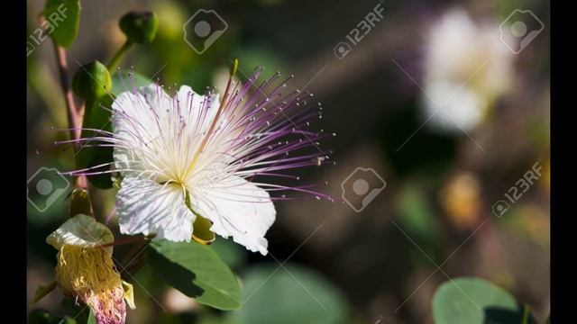 КАПЕРС  (CAPPARIS)  сем. Каперсовых (Capparacedae)