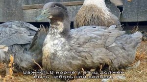 Утка Фаворит — описание породы