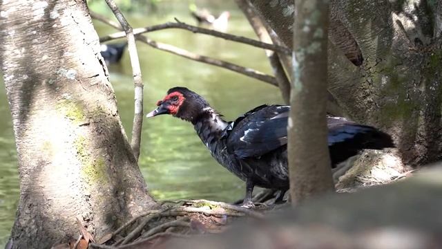 Brasília, Capital City Of Brazil.