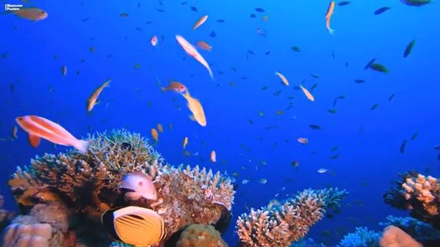 Нежная музыка ?Шум моря, шум моря для сна? успокаивает нервную систему и радует душу смотреть онлайн