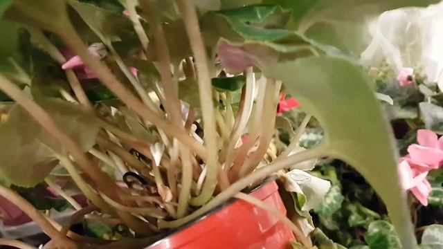 Уценка огромного колличества цветочных растений. Гринвилль, Новосибирск. смотреть онлайн