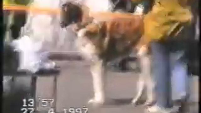 27 апреля 1997 Бруша на выставке смотреть онлайн