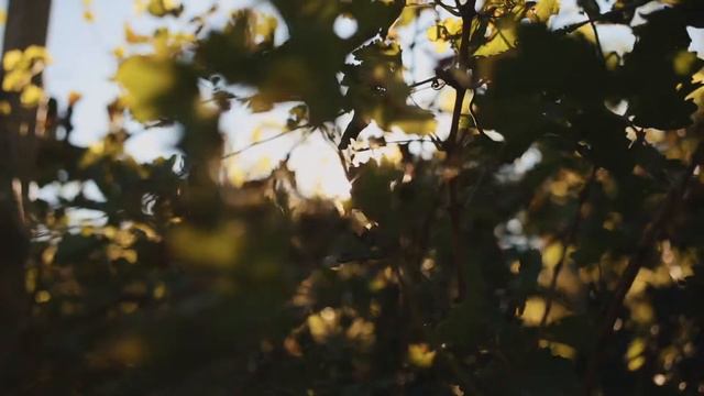 Tempo di vendemmia смотреть онлайн