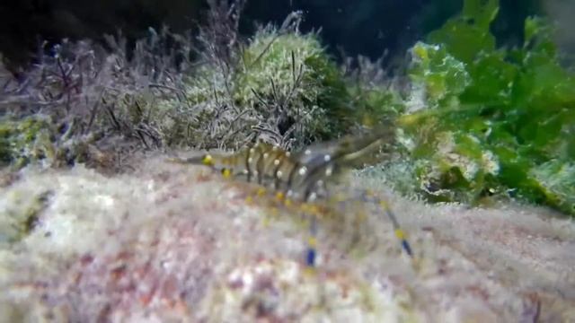 Черноморская креветка палемон элегантный (Palaemon elegans) с голубыми и жёлтыми полосками на лапка смотреть онлайн
