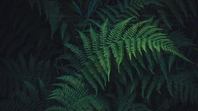 Традиции и обычаи праздника Иван Купала