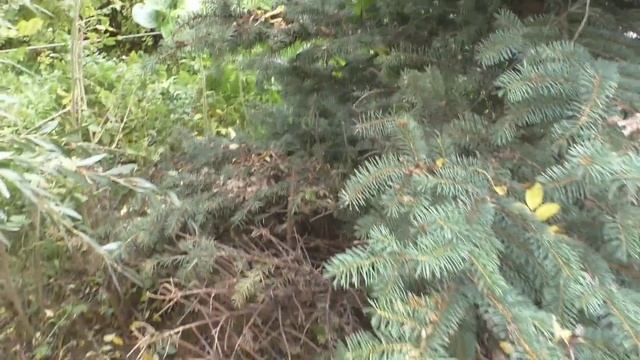 Удаление шиповника