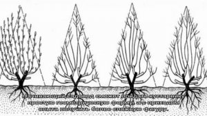 Обрезка жасмина после цветения и для формирования куста