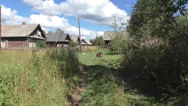 Затерянная деревня в лесу. Нежилая деревня на севере области. Кто-то живет в деревне смотреть онлайн