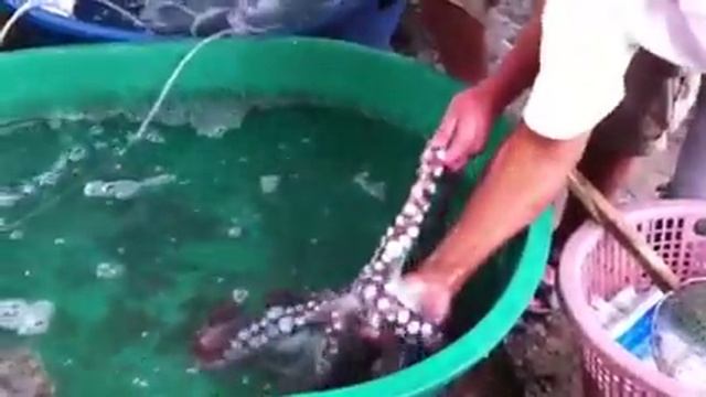 Осьминог в неволе смотреть онлайн