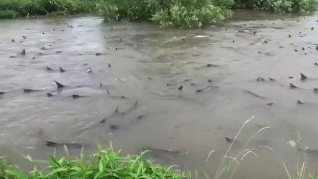 Огромный косяк рыбы зашел в залив реки смотреть онлайн