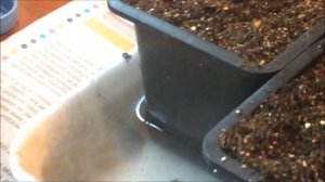 ?? Рассада клубники фриго. Как сохранить до высадки в грунт. От покупки  и до цветения.