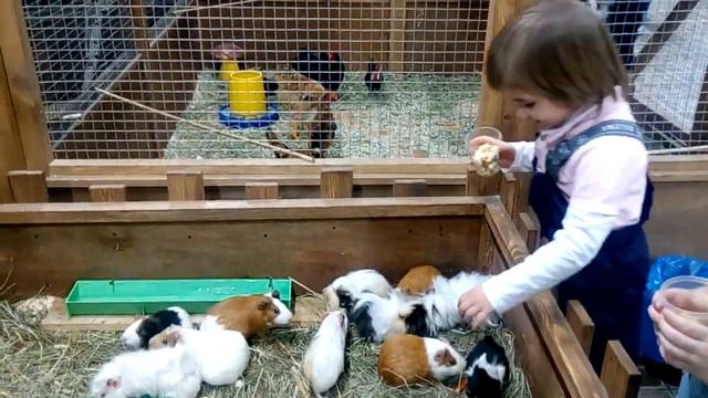 контактный зоопарк на день рождение для детей смотреть онлайн