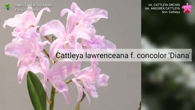 ANGGREK CATTLEYA Part 2 | CATTLEYA ORCHID VARIETIES | World Plant id | Nama Tanam Tanaman Hias смотреть онлайн