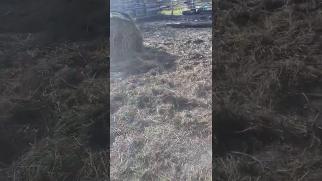 Советский тяжеловоз 1 год 3 месяца.!!! смотреть онлайн