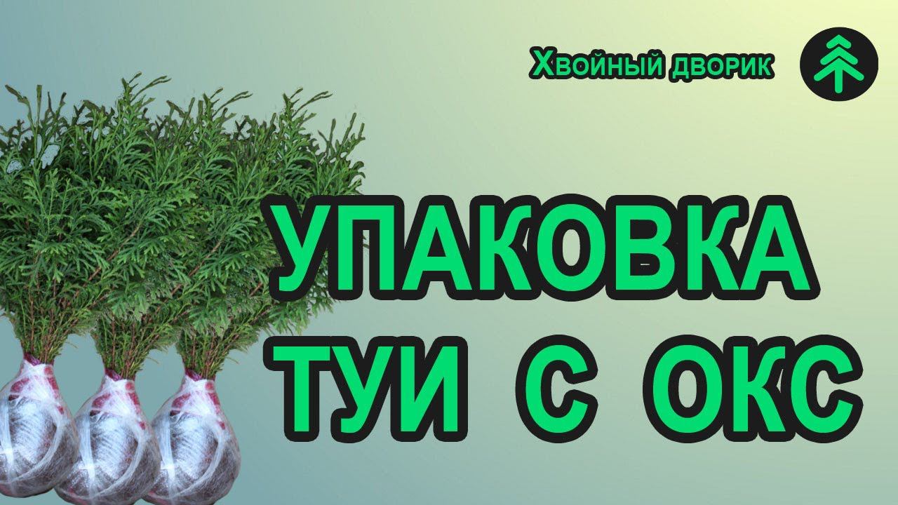 Упаковка сеянцев туи колоновидной Колумна с ОКС для пересылки. Хвойный дворик - хвойные почтой смотреть онлайн