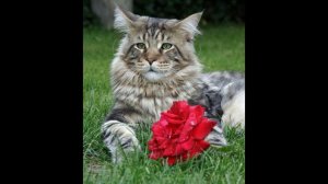 09 БОЖЬЯ КОРОВКА - Мир раскололся