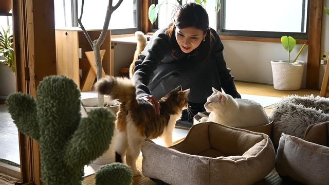 Y2mate.mx-#79 夢のつり橋｜寸又峡温泉｜ネコ飼いからの手紙