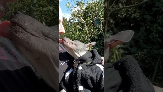 Jet American Hairless Terrier (2) смотреть онлайн