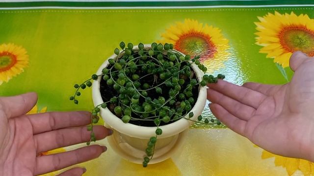 Новичок?Обзор?Крестовники?Роули Вариегатный?Геррейна?Пересадка?Укоренение?Размножение?Состав грунта смотреть онлайн