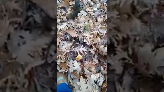 Korija e fshatit podgorie смотреть онлайн