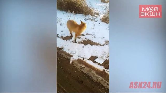 По Чигирям бродит голодный лисенок смотреть онлайн
