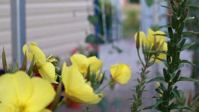 Энотера или Лунарик смотреть онлайн