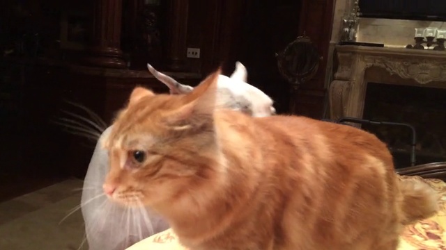 отгавкал кровать смотреть онлайн