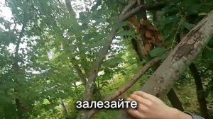 правила выживания в лесу