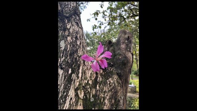 12MP KEBAGUSAN ? Test kamera Foto & Video IPhone 14 Test | Review Indonesia смотреть онлайн