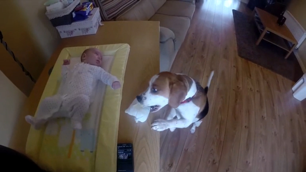 Собака помогает менять подгузник смотреть онлайн