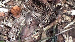 Строчки в лесу. Как приготовить.  Гриб Мозговик.