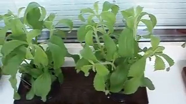 Stevia смотреть онлайн