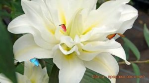 Лилия восточная махровая Близзард (blizzard) ? обзор: как сажать, луковицы лилии Близзард