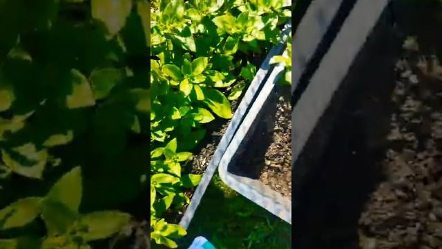 Петуния Salmon Shades