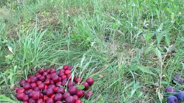 Алыча Гек смотреть онлайн