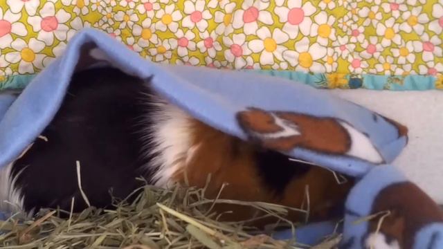 Why I Have Guinea Pigs & Their Name Theme