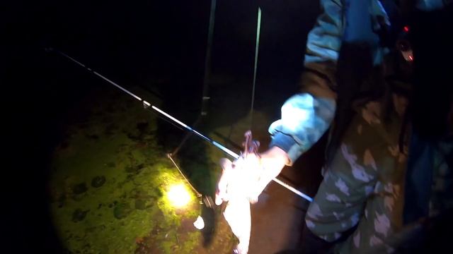 СОМ на ВЫПОЛЗКА | РЫБАЛКА на РЕКЕ СВИСЛОЧЬ | СОМ 15кг смотреть онлайн